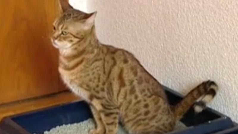 Diana Eichhorn macht den Katzenstreutest Katzenstreu