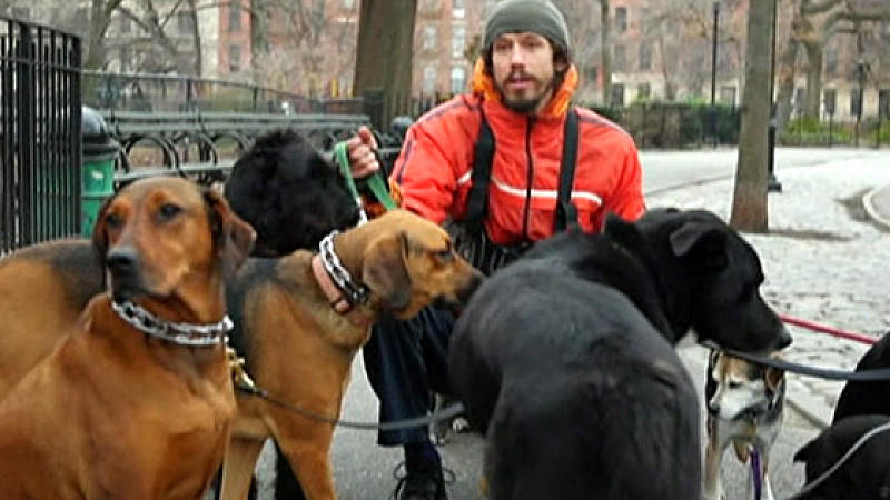 Neuer Berufszweig in Amerika: Dogsitting Neuer Trend: Dogsitting
