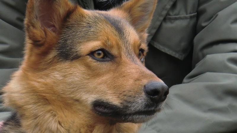 Tiervermittlung: Hündin Amy Hündin Amy