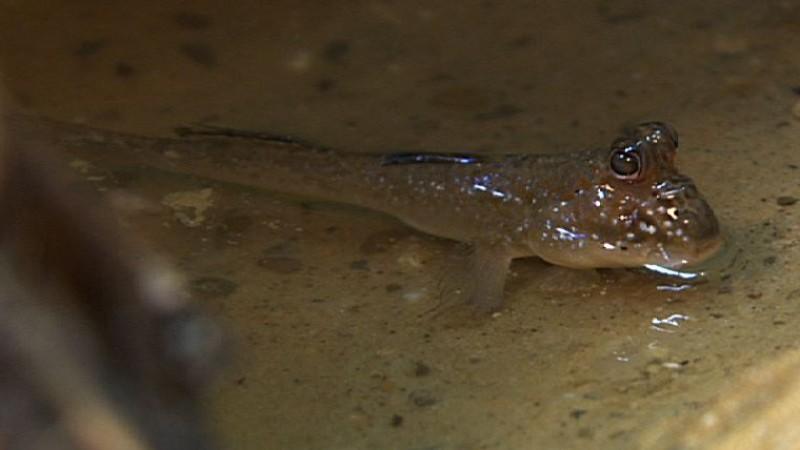 Der urtümliche Schlammspringer Ein Schlammspringer in natura