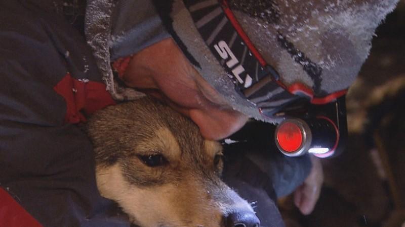 Die Themen nächste Woche Hunderennen