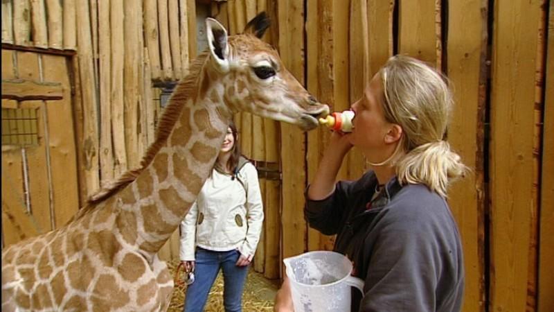 Zoom Erlebniswelt Gelsenkirchen Giraffe