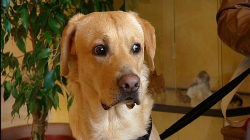 Tierklinik Recklinghausen Labrador