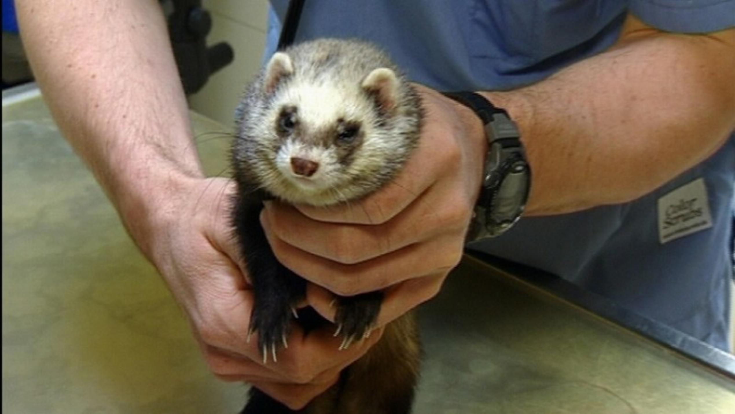 Tierklinik Rostock Fretchen