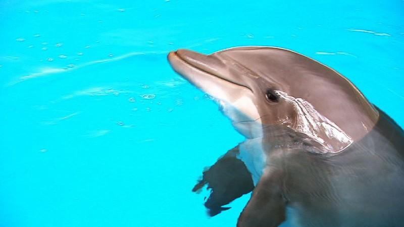 Der Loro Parque auf Teneriffa Delfin