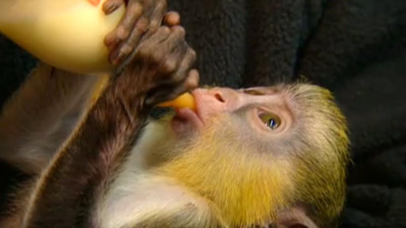 Sensation im Zoo Magdeburg Meerkatzen-Baby