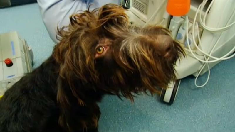 Tierklinik Bielefeld Hund