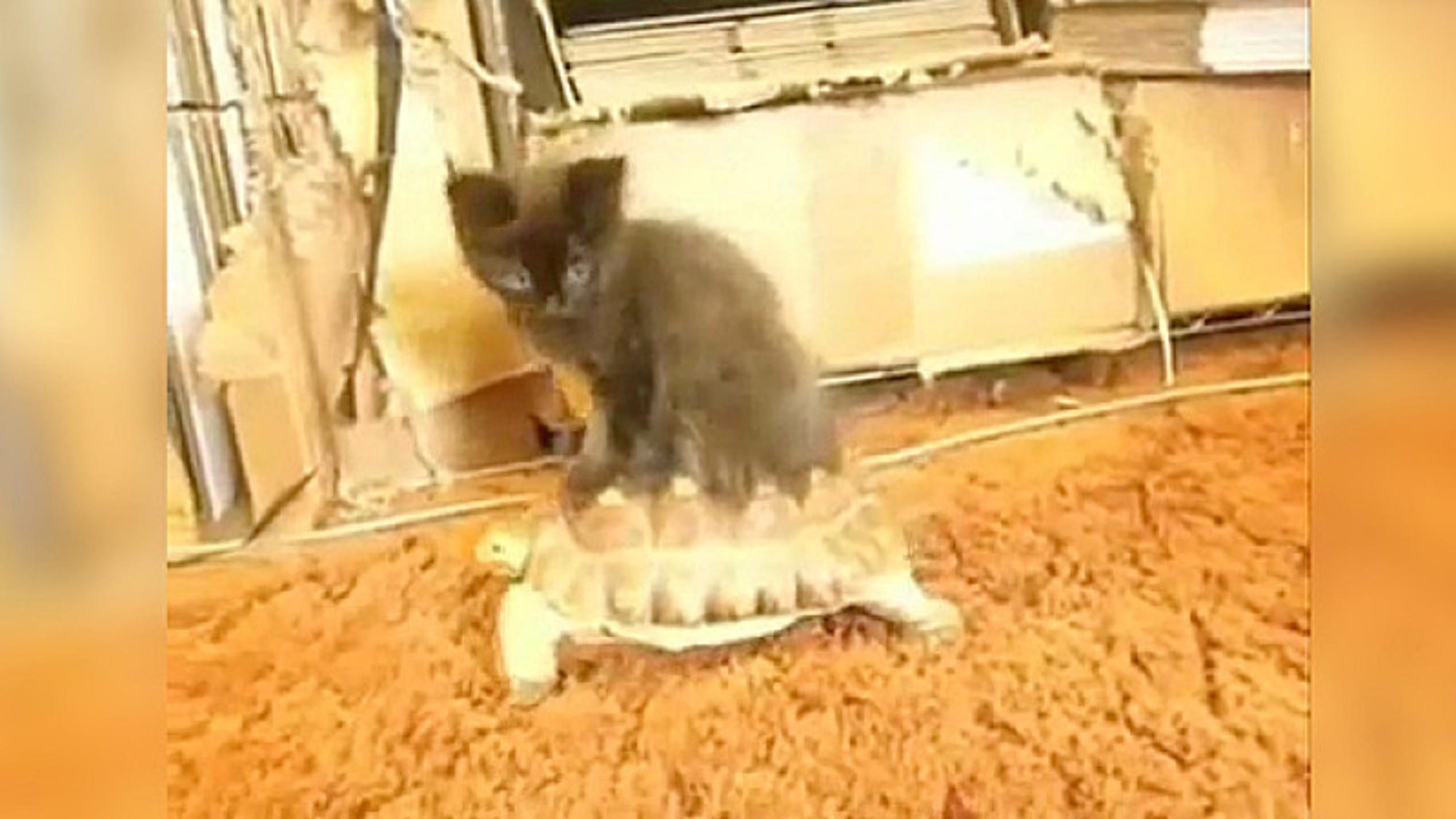Kleines Kätzchen lässt sich von Schildkröte durch die Wohnung transportieren Katze wird von Schildkröte getragen