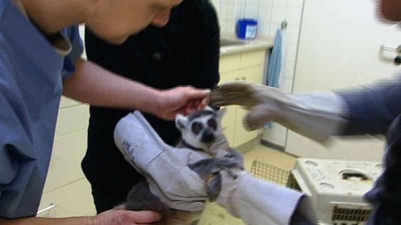 Tierklinik Rostock Menschen, Tiere & Doktoren: Katta