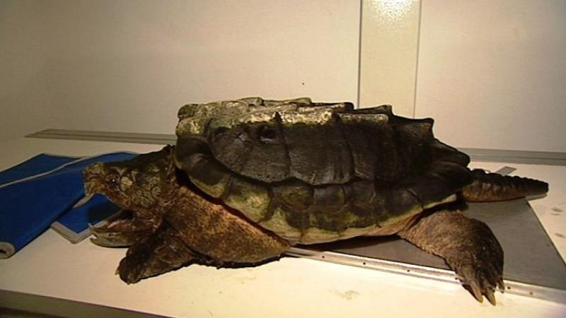 Reptilienauffangstation München Menschen, Tiere & Doktoren: Schildkröte