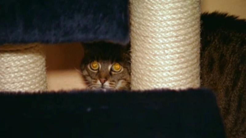 Tierambulanz Berlin-Brandenburg Menschen, Tiere & Doktoren: Katze