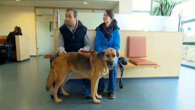 Tierklinik Bielefeld Menschen, Tiere & Doktoren: Hund