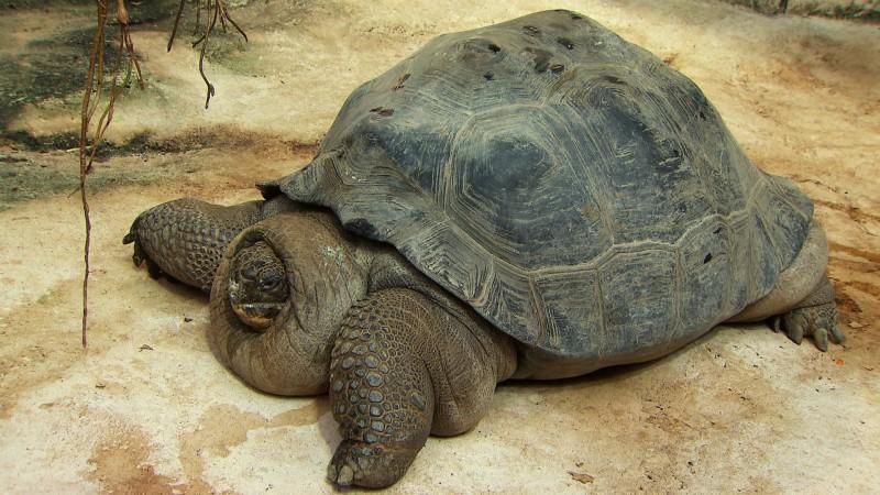 Tiergarten Schönbrunn Menschen, Tiere und Doktoren