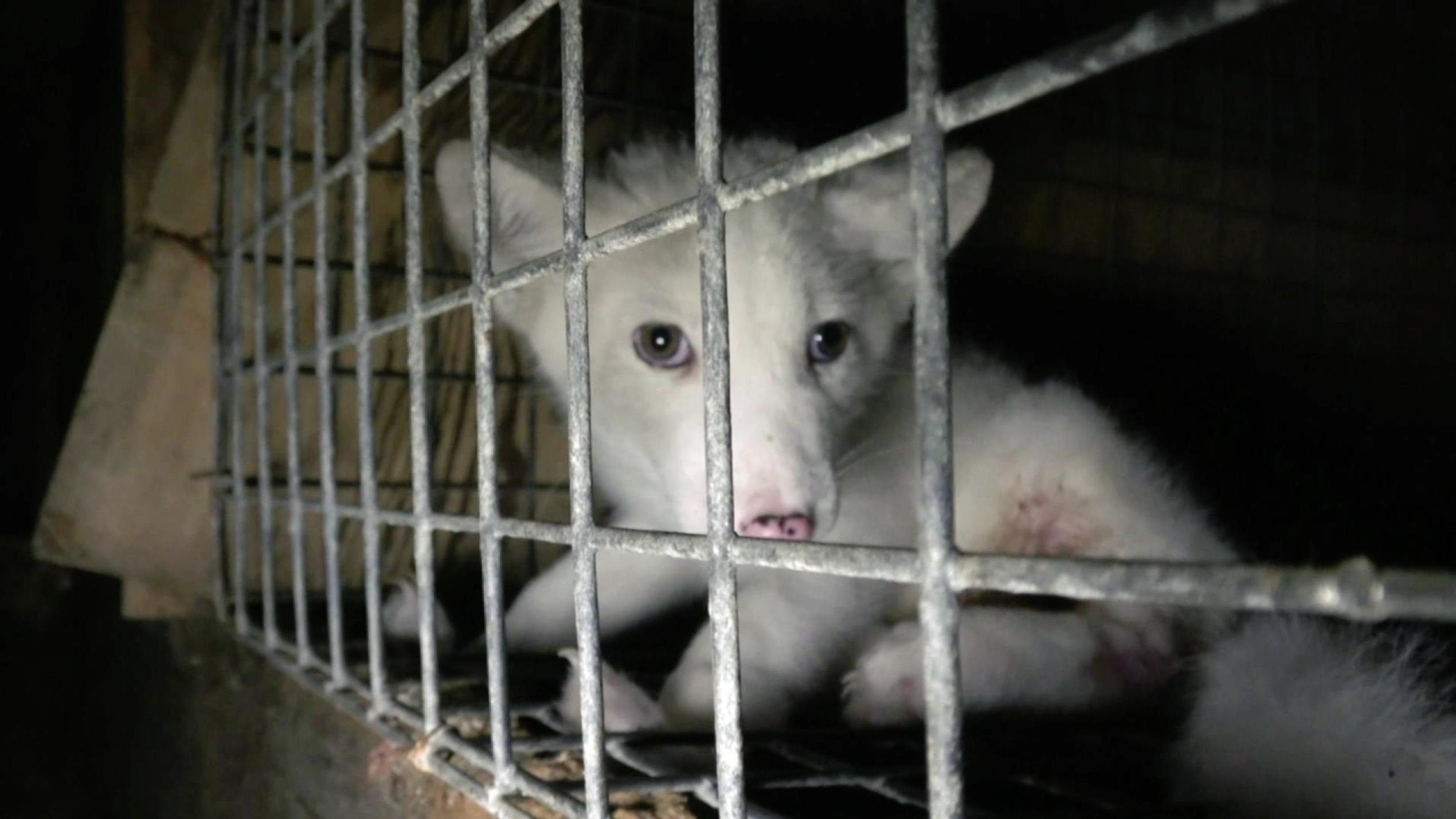 Tierschützer decken neuen Pelzskandal auf - Und es kann jeden von uns treffen hunkatzemaus