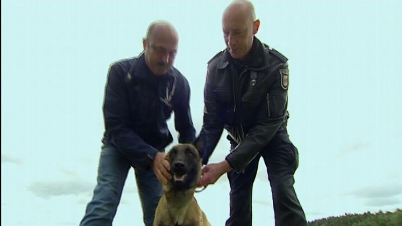 Dr. Bernd Linke untersucht die Polizeihundestaffel Gesundheitscheck bei der Polizeihundestaffel.