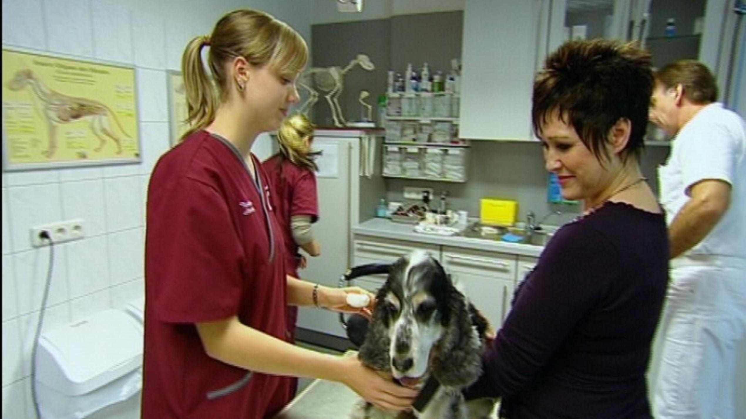 Tierklinik Lüneburg: Sorge um Spaniel Eros Dr. Friedrich Müller untersucht Cockerspaniel Eros.