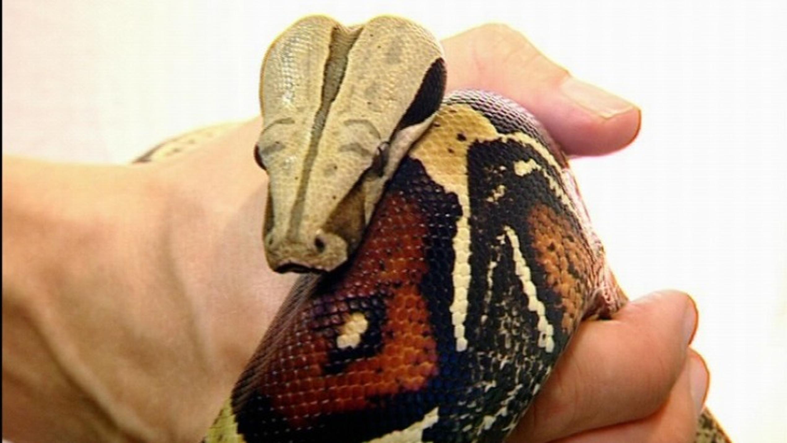 Reptilienspezialist Thomas Bauer: Grenzübergreifende Hilfe Boa Constrictor leidet unter einem verhärtetem Bauch.