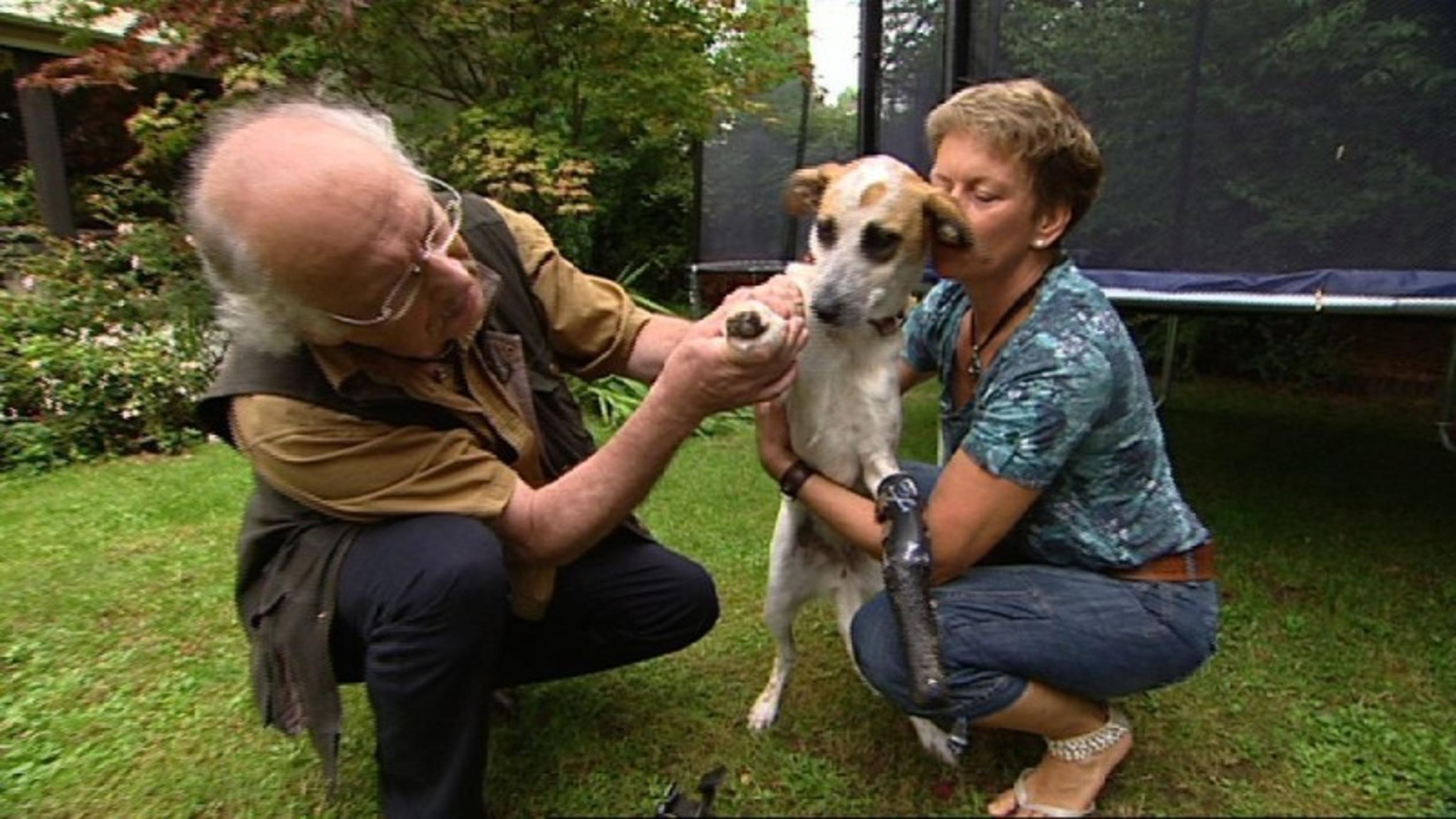 Sprechstunde: Hündin Amélie - Ein neues Leben mit Prothesen hundkatzemaus Dr. Wolf behandelt eine Hündin mit Prothesen.