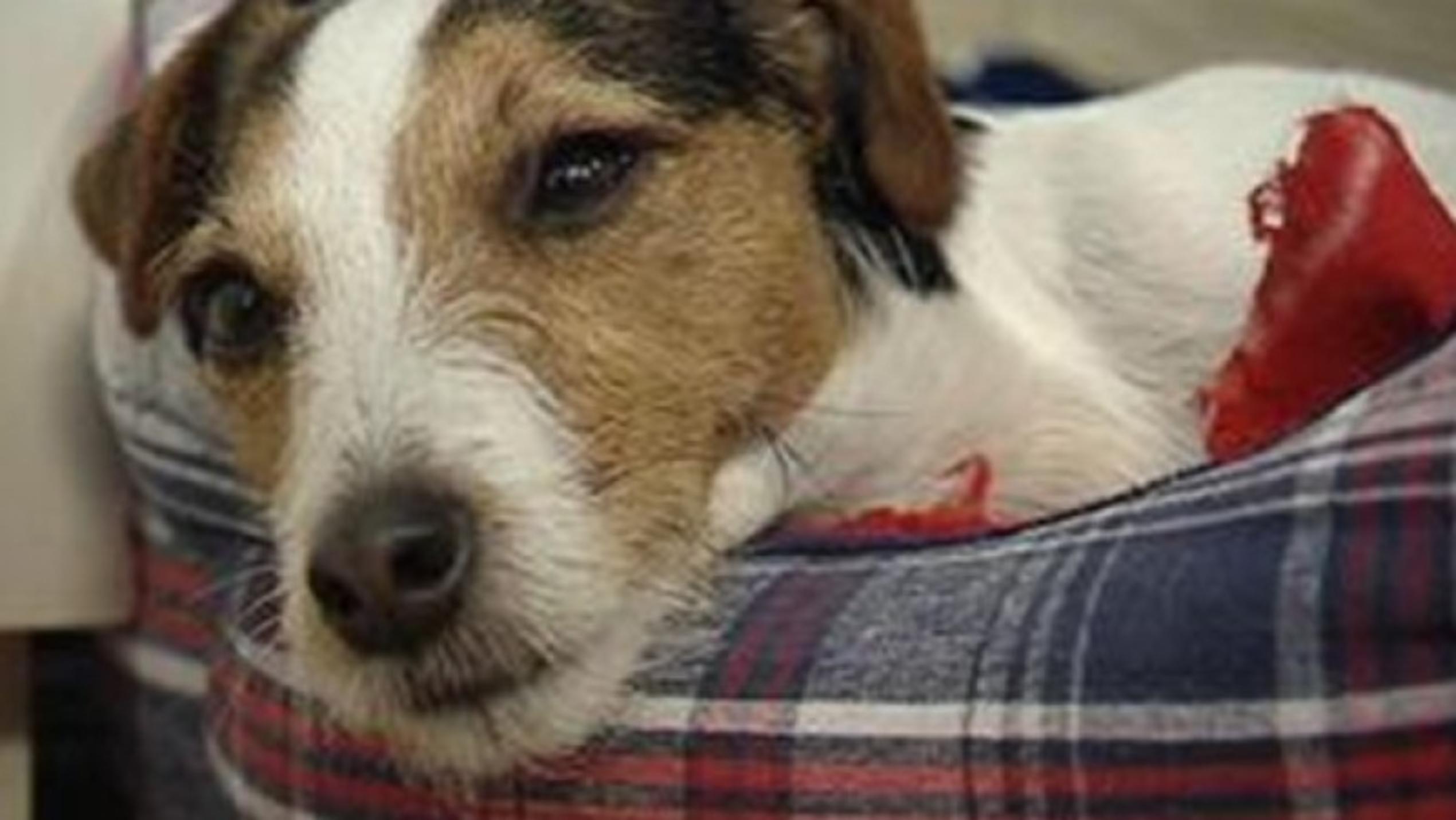 Tieranwalt Joachim Cäsar-Preller Terrierhündin Lilly hinkt nach einer Operation. Will der Arzt etwas vertuschen?