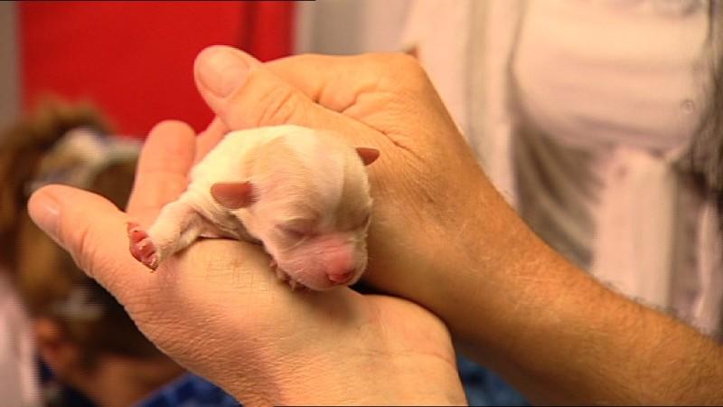 Sprechstunde Dr. Wolf hundkatzemaus Tierarzt Dr. Wolf kümmert sich um einen schwachen Welpen.