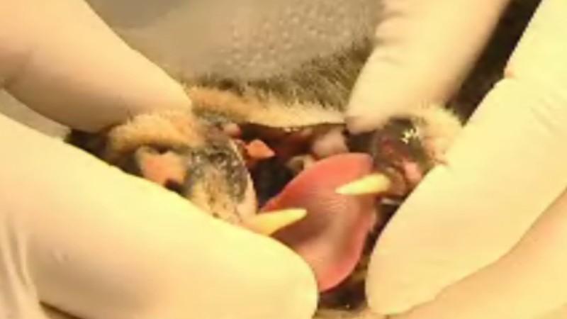Sprechstunde Dr. Wolf hundkatzemaus Tierarzt Dr. Wolf behandelt eine Katze mit Zahnschmerzen.