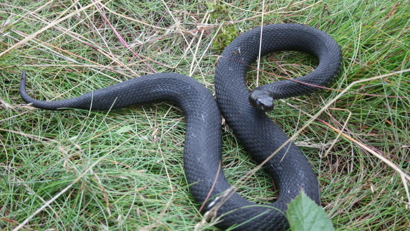 hundkatzemaus auf großer "Wildnis Deutschland"-Expedition Höllenotter: Eine seltene und komplett schwarze Variante der Kreuzotter.
