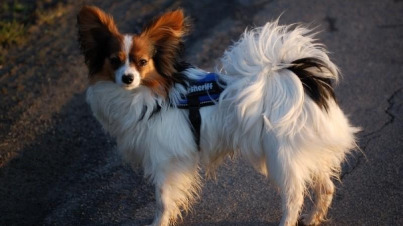 Tierschutzexperte Frank Weber hundkatzemaus-Tierschutzexperte Frank Weber geht auf Spurensuche und will herausfinden, was wirklich mit Dino geschah...