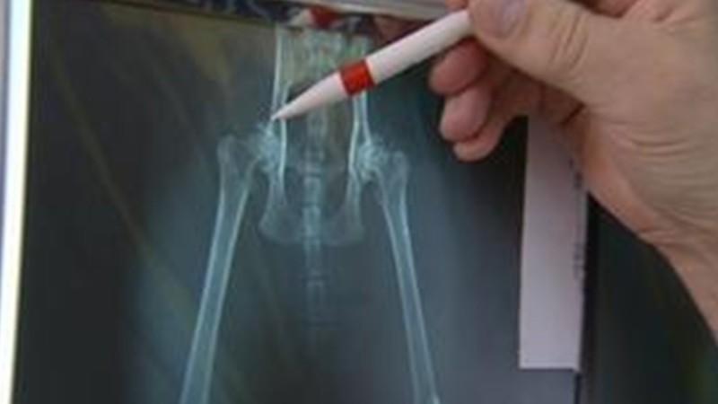 Sprechstunde Dr. Wolf hundkatzemaus-Tierarzt Dr. Wolf untersucht Katze Daisy mit Hüftgelenksdysplasie.