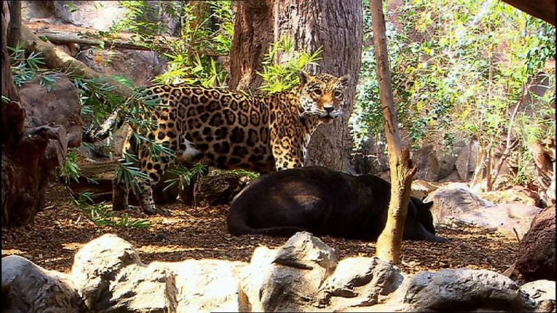 Kann sich das Jaguar-Paar noch riechen? Familienzusammenführung im Loro Parque auf Teneriffa. Ein Jaguar-Pärchen soll sich wieder annähren.