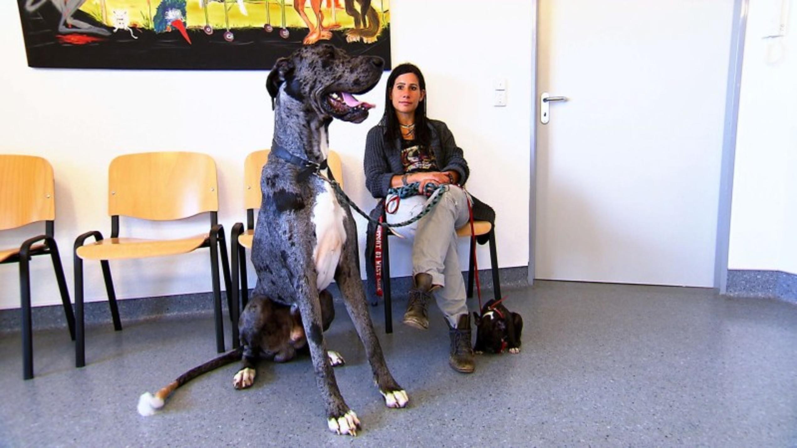 Dogge Gustav: Entzündete Rute Dogge "Gustav" bereitet seiner Besitzerin große Sorgen. Eine Operation könnte lebensbedrohlich für das Tier sein.