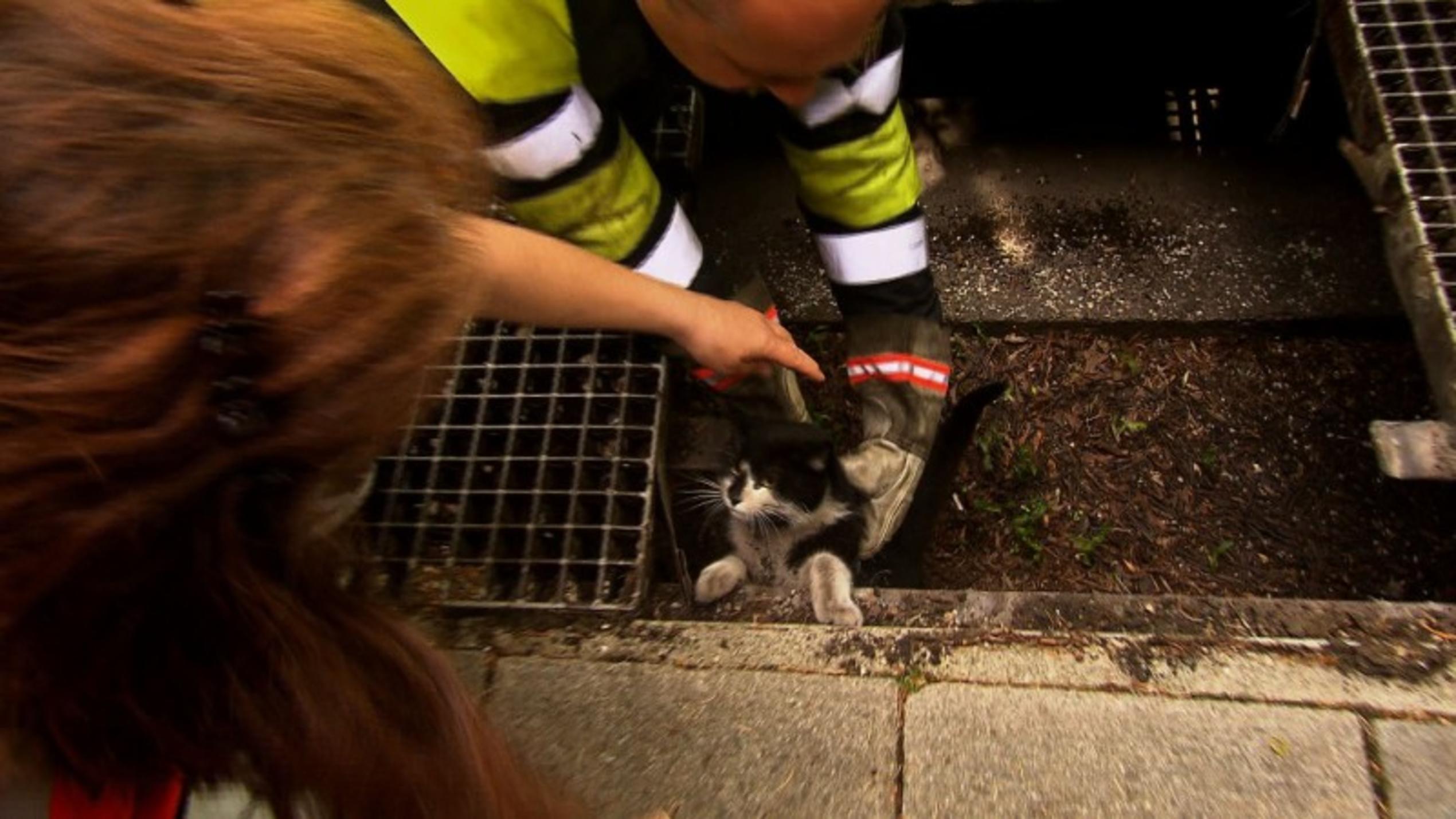 Rettung einer gefangenen Katze Die Tierrettung München ist im Einsatz, um eine gefangene Katze aus einem U-Bahnschacht zu retten.