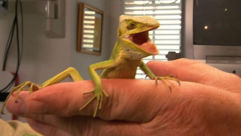 Basilisken - kleine ungeheuerliche Reptilien hundkatzemaus-Tierarzt Dr. Wolf untersucht diesmal kleine Basilisken.