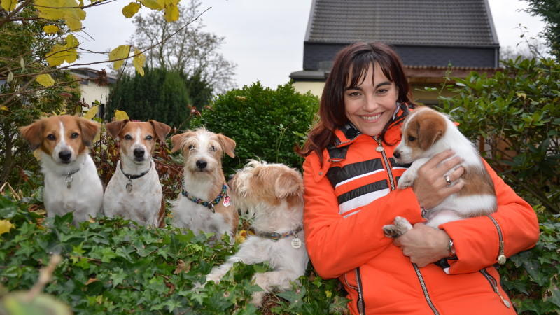 Kromfohrländer - aufgeweckte Herzensbrecher hundkatzemaus-Reporterin Diana Eichhorn trifft eine Kromfohr-Züchterin.