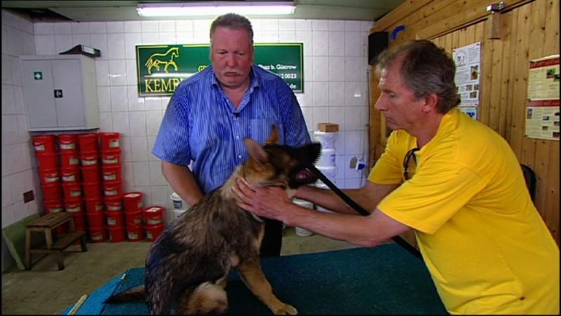 Knochenbrecher Tamme Hanken hilft dem Schäferhund Sammy Tierheilpraktiker Tamme Hanken hilft diesmal dem Rüden Sammy.