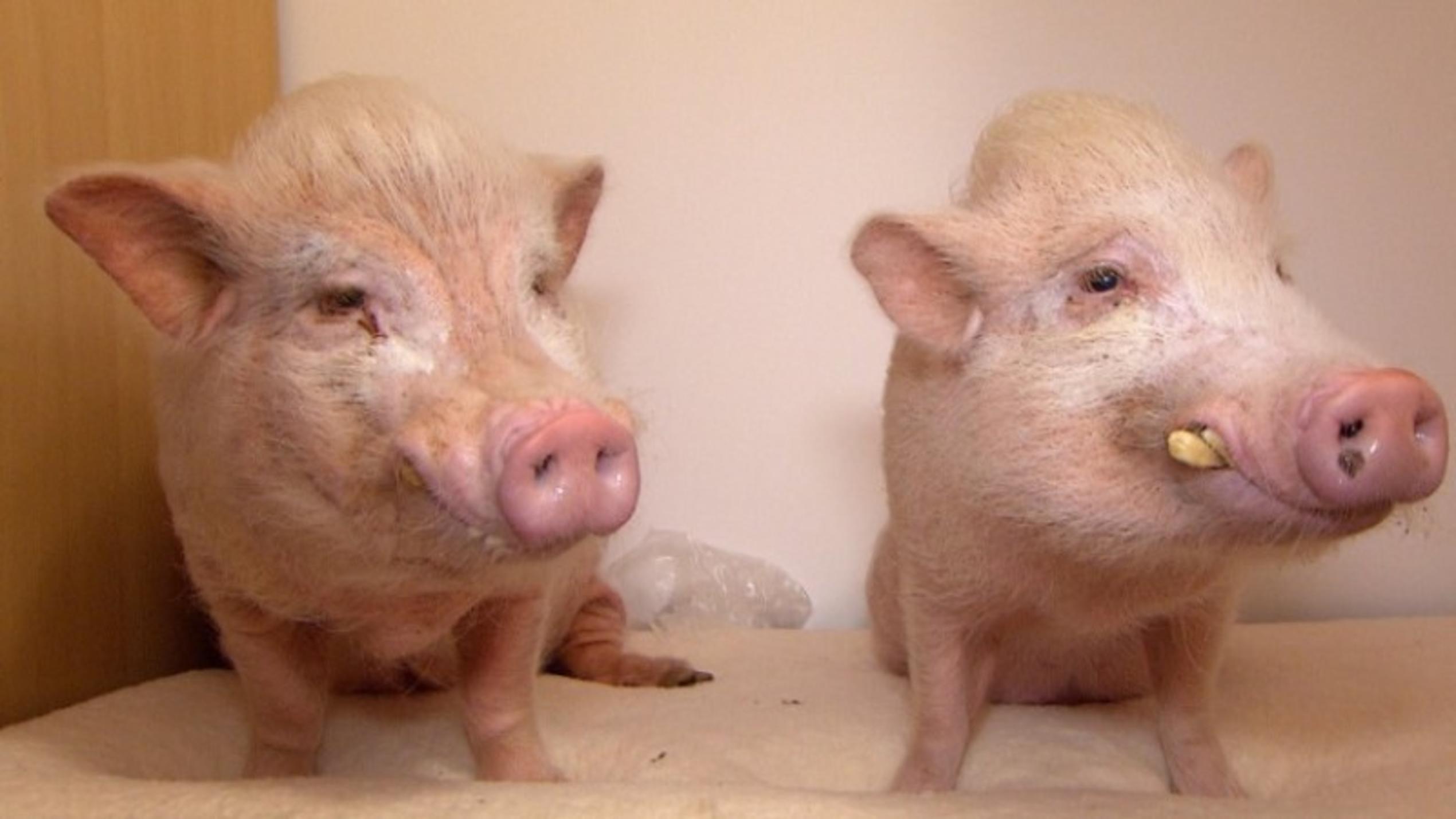 "Schwein gehabt - Die etwas andere Tieragentur" In der Mini-Serie "Schwein gehabt - Die etwas andere Tieragentur" werden tierische Künstler vertreten.