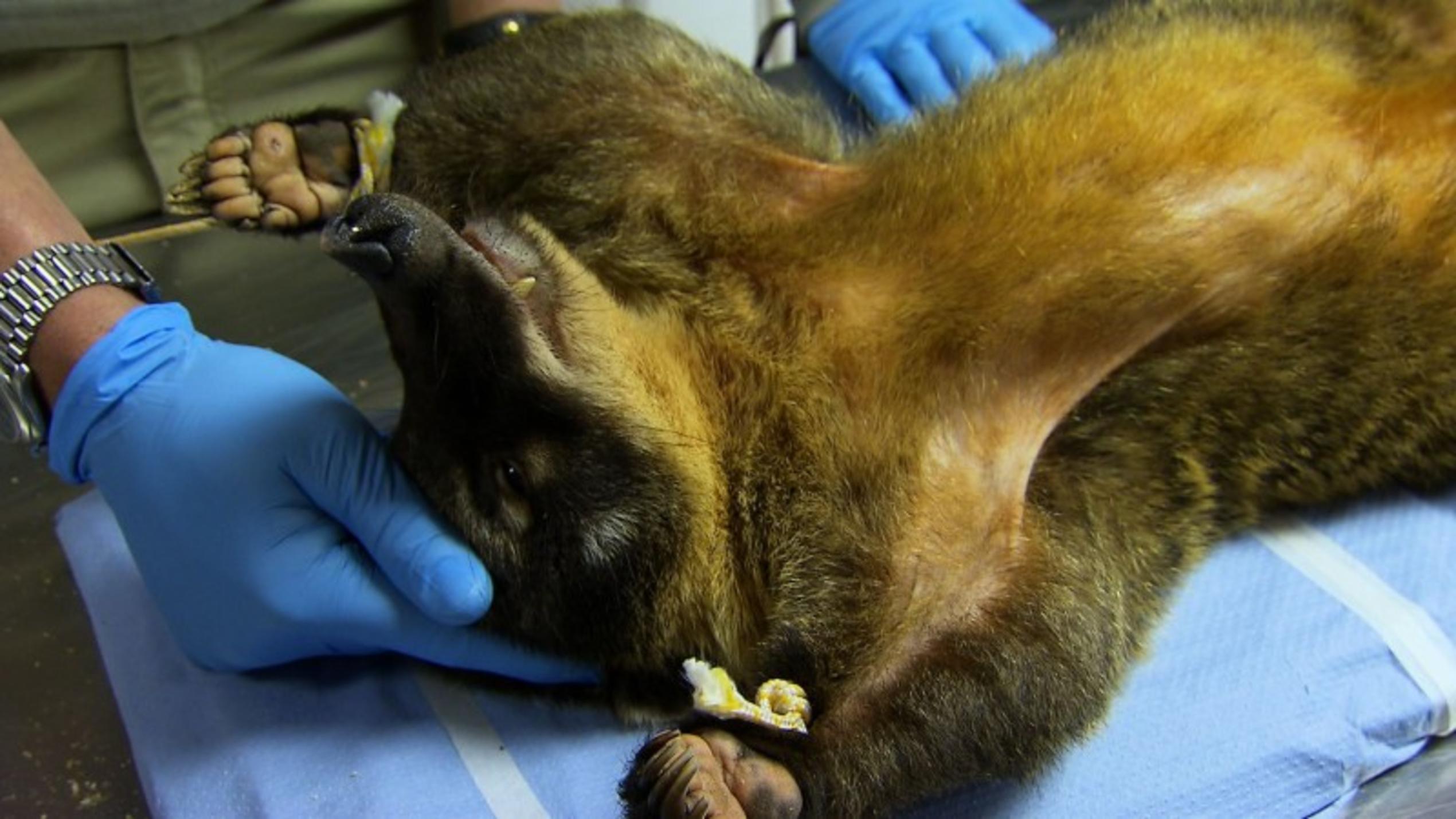 Nasenbär Pedro wird aufgepäppelt Nasenbär Pedro muss sich einigen Operationen unterziehen. Diesmal wird er kastriert , da er in ein neues Gehege umzieht.