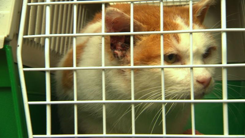 Dieter der arme Streuner Bei Kater Dieter hilft nur eine Amputation, da er an einem Tumor am Ohr leidet.