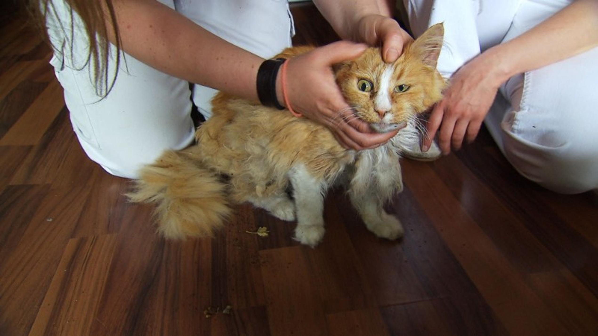 Kein Geld für die Tierarztkosten? In der Tierambulanz Berlin Brandenburg wird diesmal Katze Kassy untersucht, die sofort in die Klinik muss.