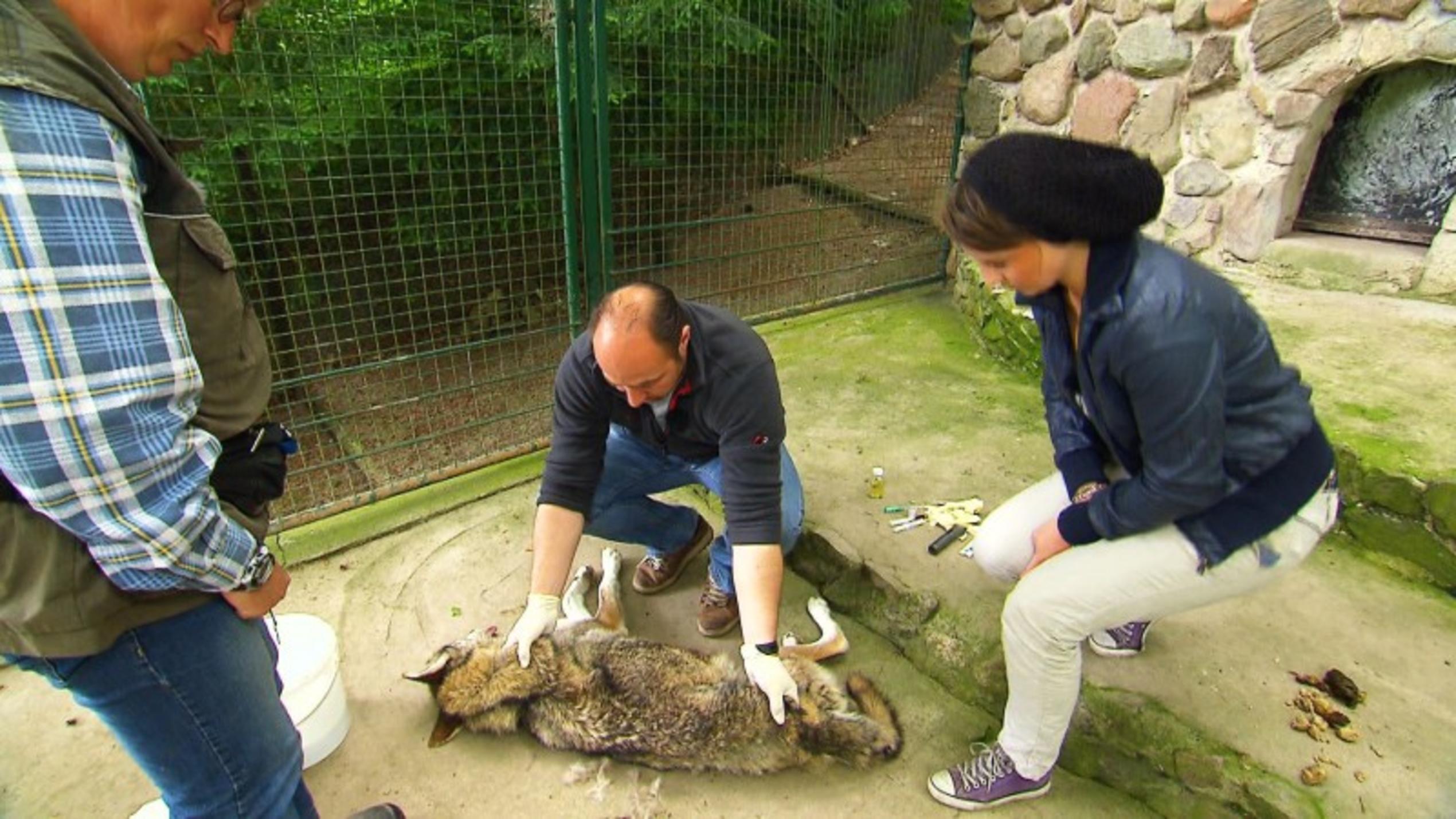 Anschauungsunterricht hautnah! Tierarzt Marco Nieburg behandelt diesmal Wolf Luna mit einer Wunde am Hinterlauf.
