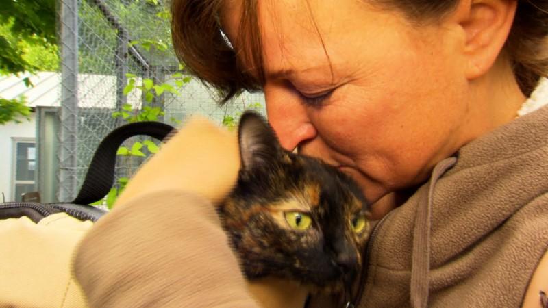 Katze Kitty wird vermisst! Katze Kitty wird vermisst. Sie ist nicht von ihrem nächtlichen Streifzug zurückgekehrt...