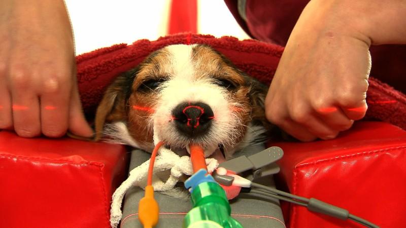 Diagnose-Marathon für Jack Russel Tim Jack Russel Tim hat schon einige Untersuchungen hinter sich, doch gab es bisher keine eindeutige Diagnose.
