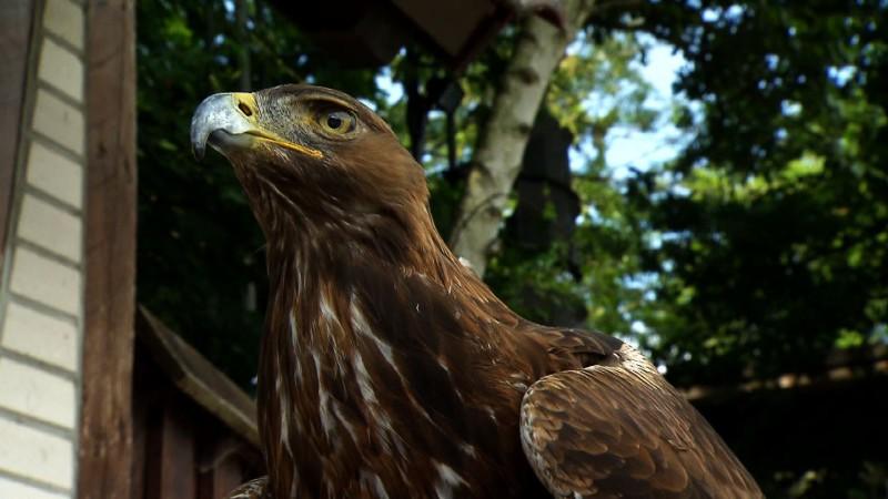 Großer Auftritt für Steinadler Stiwi Steinadler Stiwi soll bis zu seinem großen Auftritt wieder gesund sein.