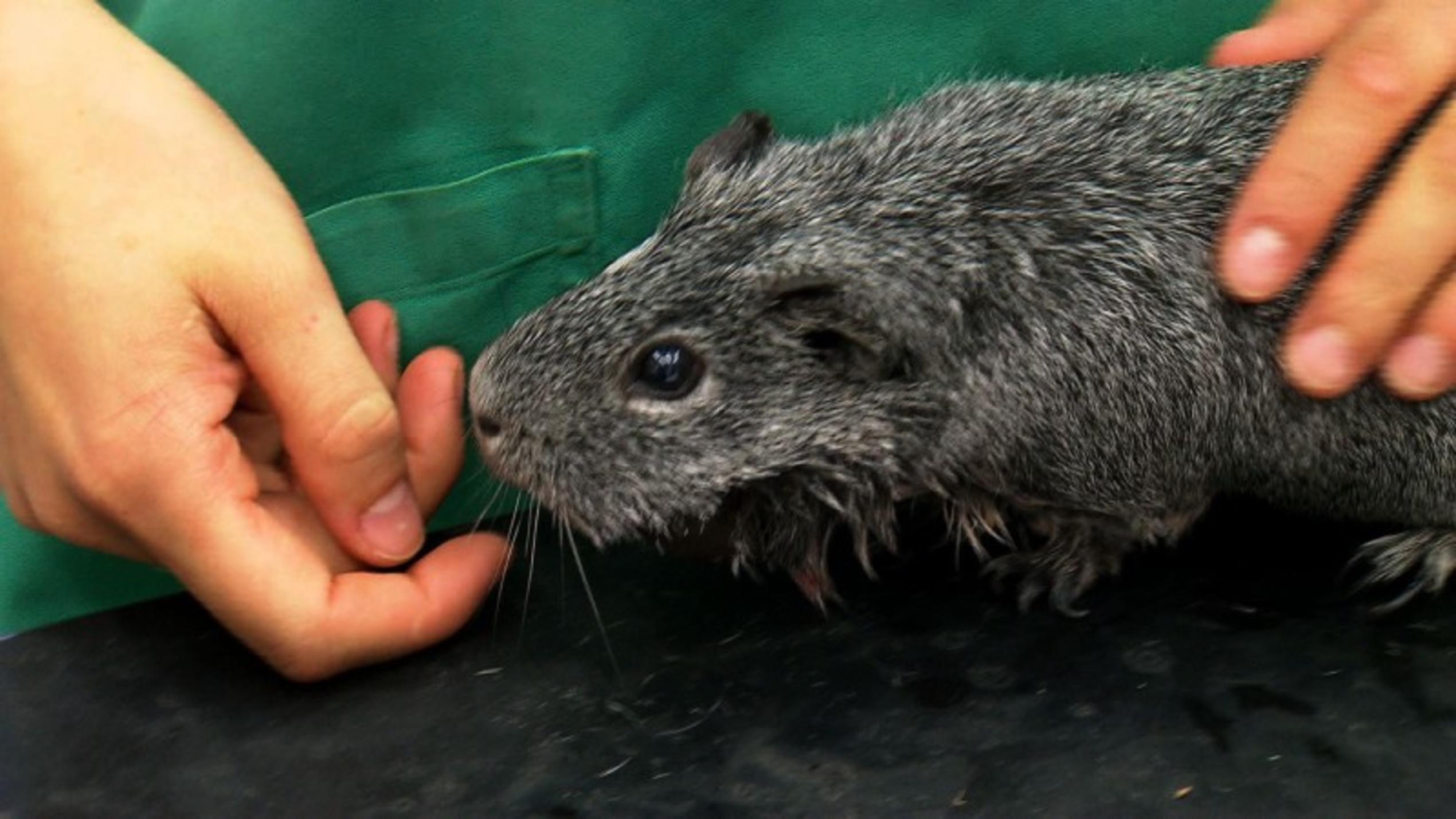 Meerschweinchen Paula und die harten Jungs Meerschweinchen Paula leidet an einem Abszess am Kiefer.