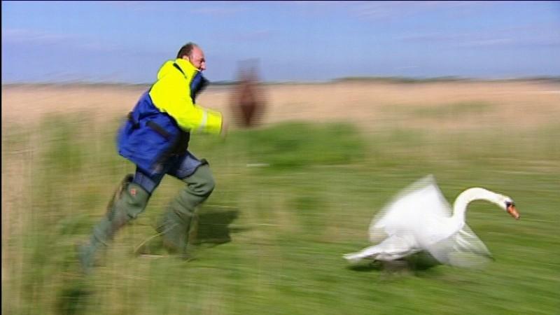 Tierarzt geht auf Vogeljagd Menschen, Tiere und Doktoren