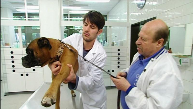 Orthopädische Untersuchung bei Boxerrüde Max Menschen, Tiere und Doktoren