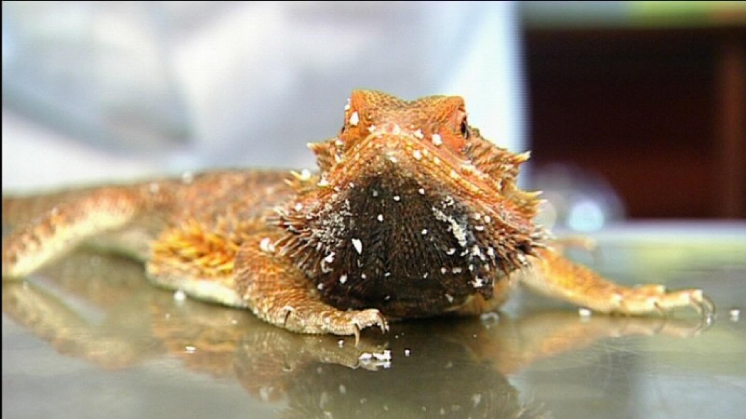 Bartagame Uschi muss operiert werden Menschen, Tiere und Doktoren