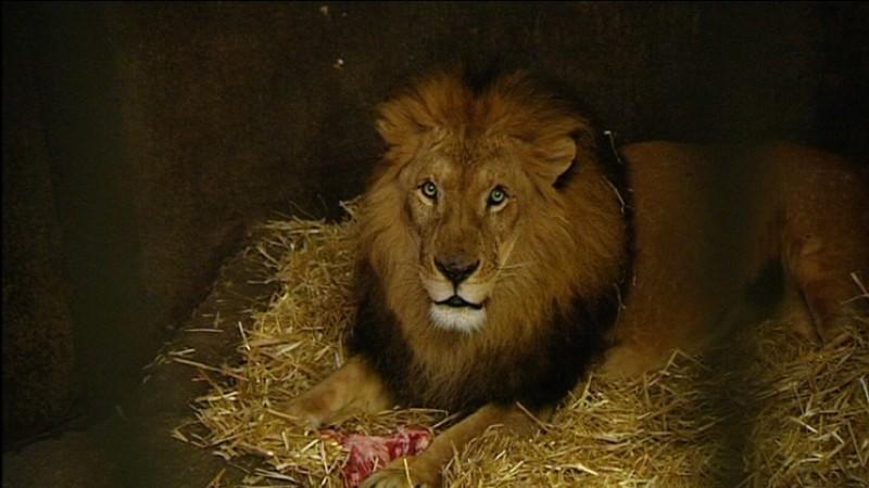 Gleich drei Freundinnen für Löwe Maru Menschen, Tiere und Doktoren