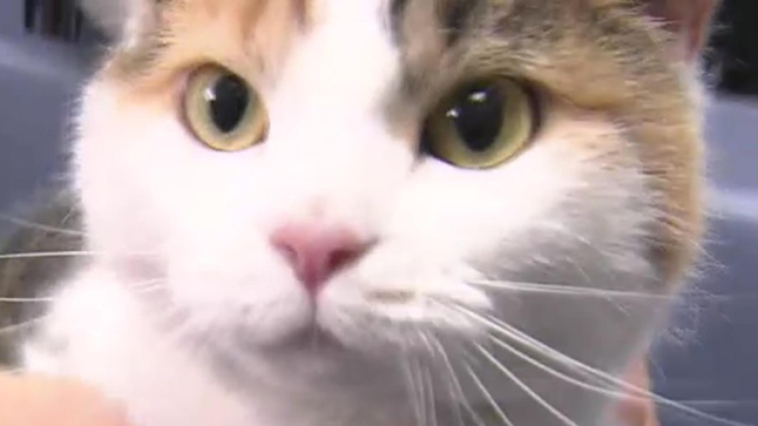 Katze Nala kämpft mit starkem Juckreiz hundkatzemaus-Tierarzt Dr. Wolf behandelt Kätzchen