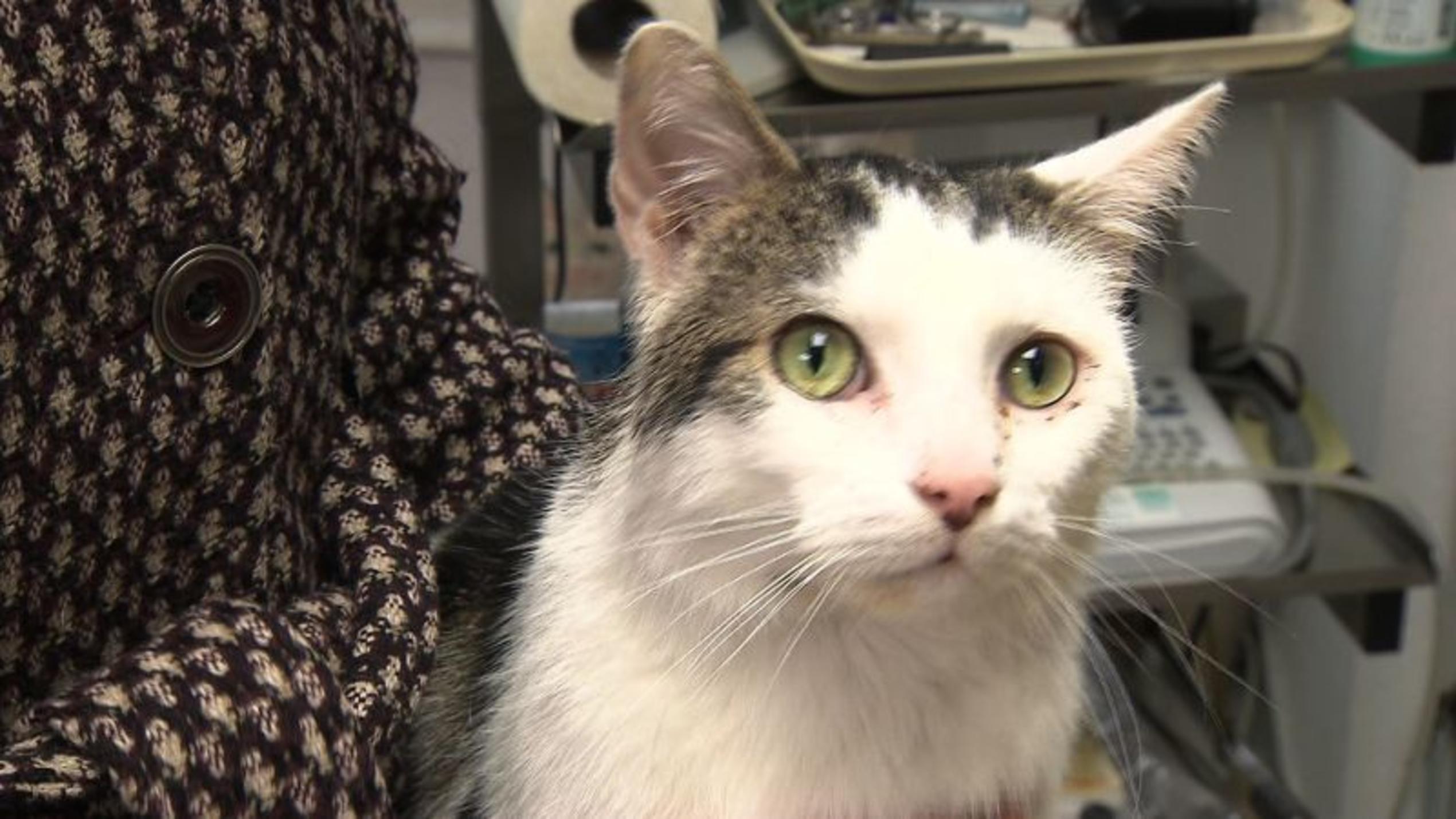 Dr. Wolf behandelt einen Kater mit Darm-Parasiten hundkatzemaus-Tierarzt Dr. Wolf behandelt einen Kater mit Parasiten