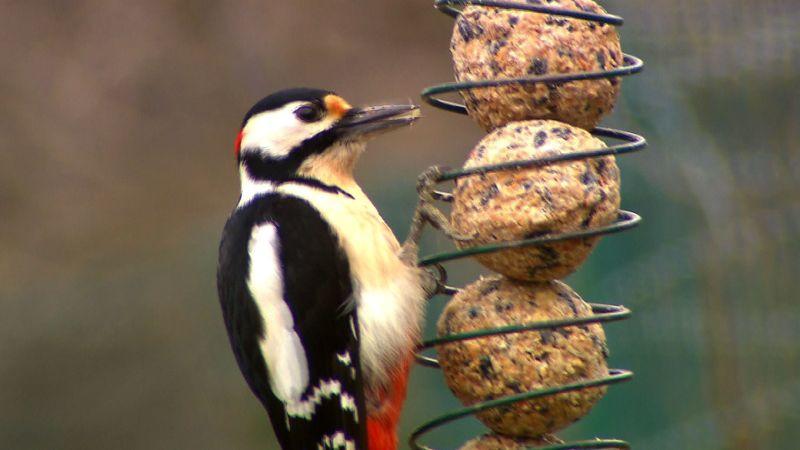 Vorschau hundkatzemaus: Wildvögel haben es im Winter besonders schwer.